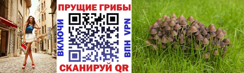 Галлюциногенные грибы MAGIC MUSHROOMS  Гаврилов Посад 
